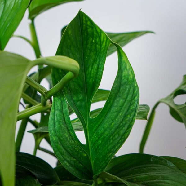 monstera-pinnatipartita (2) monstera-pinnatipartita