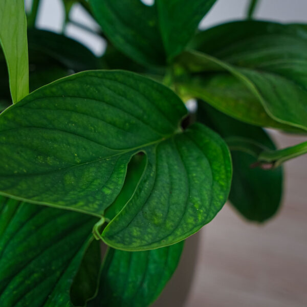 monstera-pinnatipartita (3) monstera-pinnatipartita
