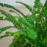 paproc-duffy-nephrolepis-cordifolia