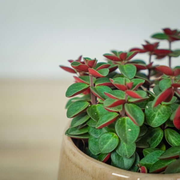 peperomia-red-log (2) peperomia-red-log
