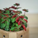 peperomia-red-log