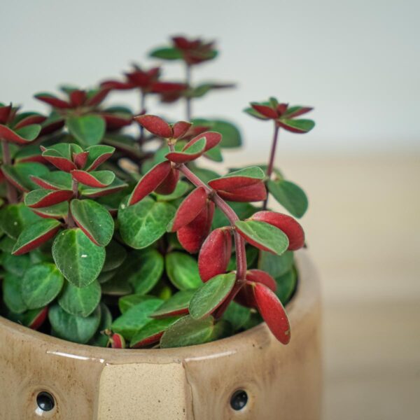 peperomia-red-log (3) peperomia-red-log
