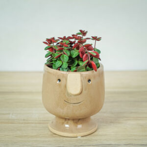 peperomia-red-log