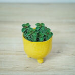 peperomia-red-log
