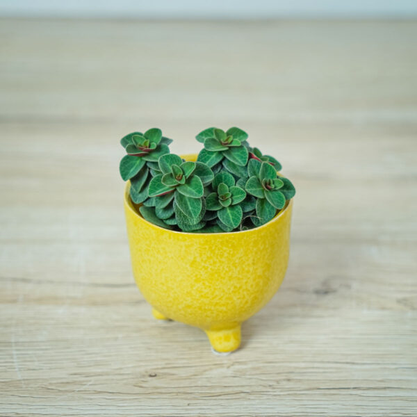 peperomia-red-log