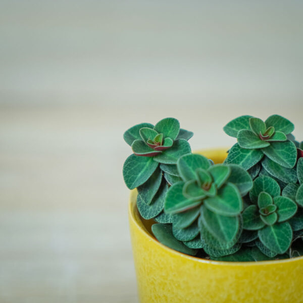 peperomia-red-log (5) peperomia-red-log