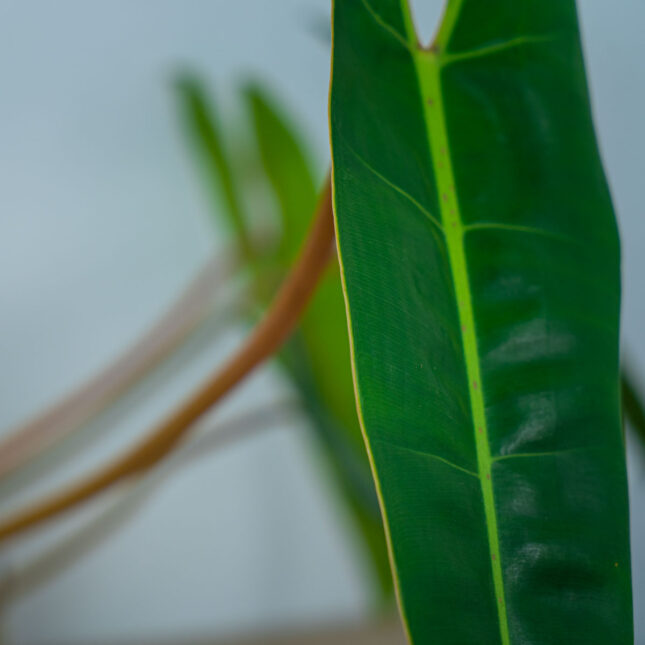 philodendron-billietiae (2) philodendron-billietiae (2)