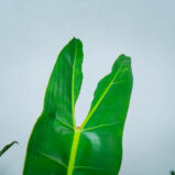 philodendron-billietiae
