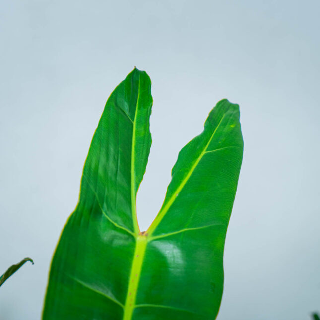 philodendron-billietiae (3) philodendron-billietiae