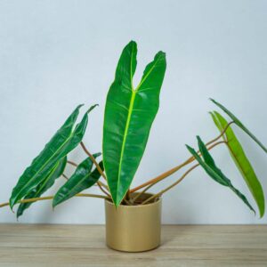 philodendron-billietiae