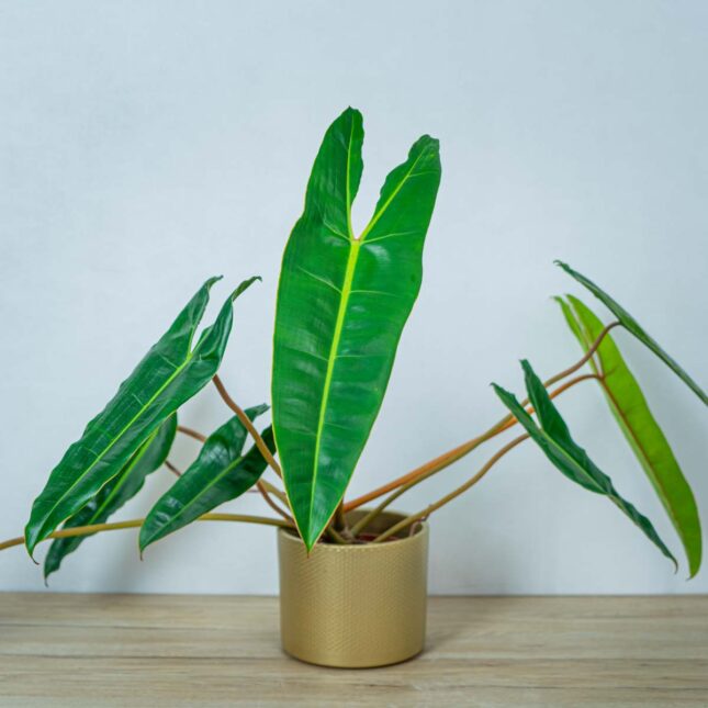 philodendron-billietiae philodendron-billietiae