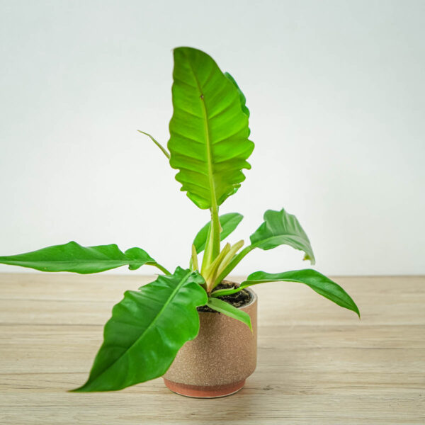 philodendron-narrow philodendron-narrow