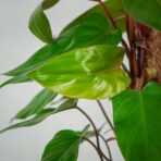 philodendron-red-emerald-na-paliku