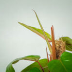 philodendron-red-emerald-na-paliku