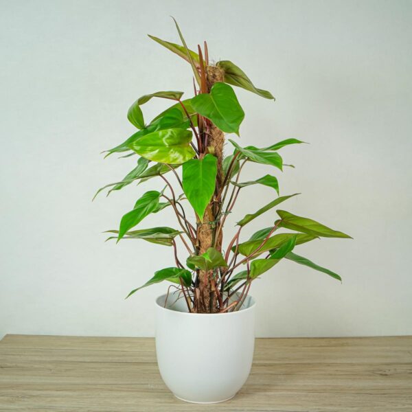 philodendron-red-emerald-na-paliku philodendron-red-emerald-na-paliku