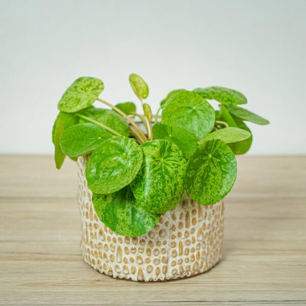 pilea-peperomioides-variegata-mojito-pieniazek pilea-peperomioides-variegata-mojito-pieniazek