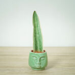 sansevieria-aubrytiana-metallica-baby