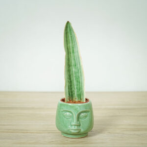 sansevieria-aubrytiana-metallica-baby