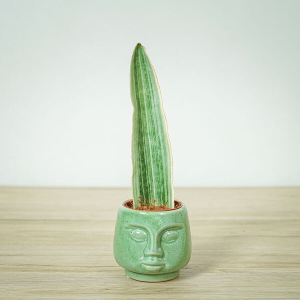sansevieria-aubrytiana-metallica-baby