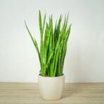sansevieria-zeylanica-greenline