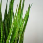 sansevieria-zeylanica-greenline