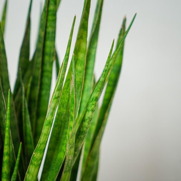 sansevieria-zeylanica-greenline (2) sansevieria-zeylanica-greenline
