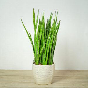 sansevieria-zeylanica-greenline