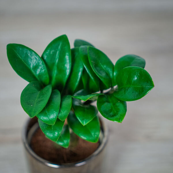 zamioculcas-zamiifolia-zenzi-baby (2) zamioculcas-zamiifolia-zenzi-baby