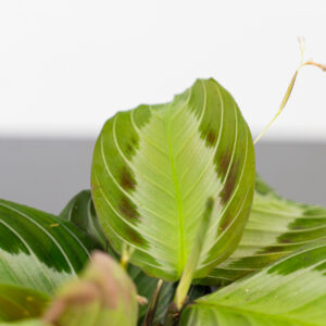 Maranta silver band