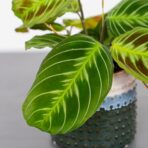 Maranta noid cat moustache 'dark’