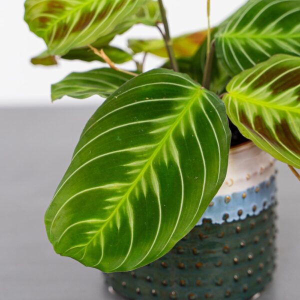 maranta-noid Maranta noid cat moustache 'dark’