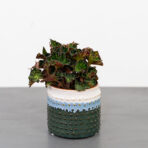 begonia-rex-china-doll