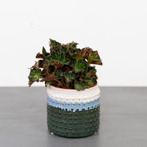 begonia-rex-china-doll