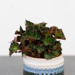 begonia-rex-china-doll