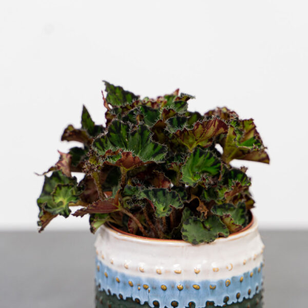 begonia-rex-china-doll begonia-rex-china-doll