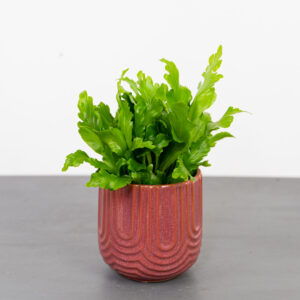 paproc-zanokcica-asplenium-nidus-campio