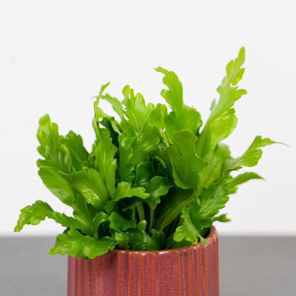 paproc-zanokcica-asplenium-nidus-campio paproc-zanokcica-asplenium-nidus-campio
