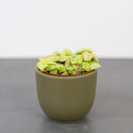 fittonia-bubble-lemon
