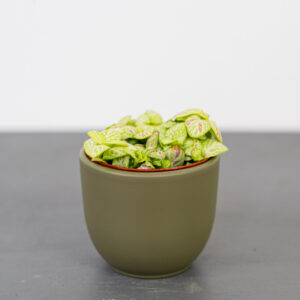 fittonia-bubble-lemon
