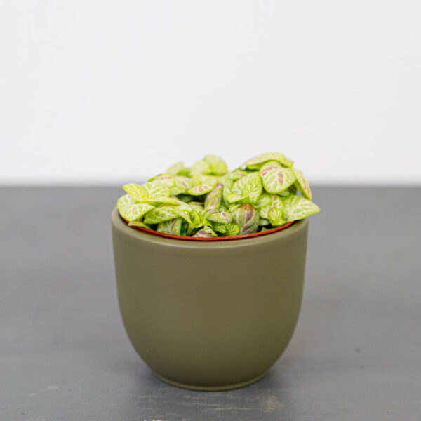 fittonia-bubble-lemon fittonia-bubble-lemon