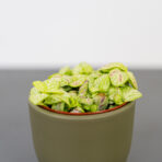 fittonia-bubble-lemon