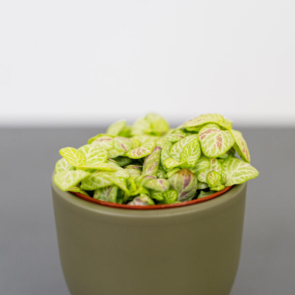 fittonia-bubble-lemon fittonia-bubble-lemon