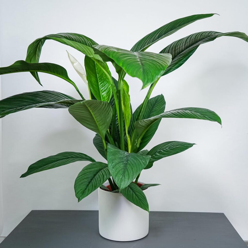 skrzydlokwiat-sensation-spathiphyllum