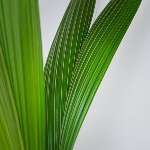 palma-kokosowa-cocos-nucifera palma-kokosowa-cocos-nucifera