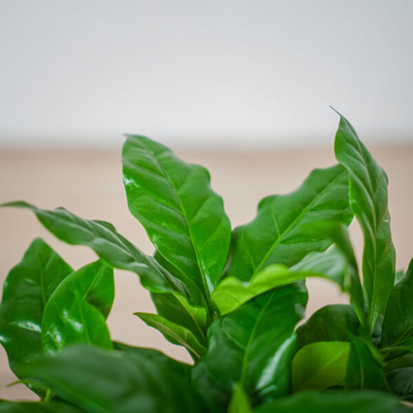 kawa-coffee-arabica kawa-coffee-arabica