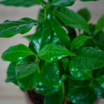 kawa-coffee-arabica