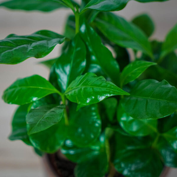 kawa-coffee-arabica kawa-coffee-arabica