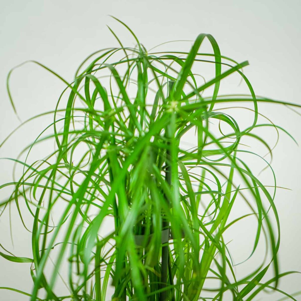 Papirus alternifolius-palmiasty, liście na szczycie rośliny