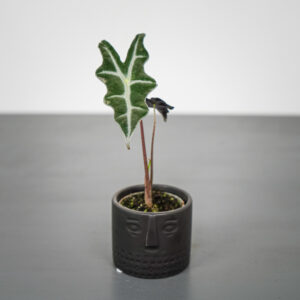 Alokazja sanderiana nobilis baby