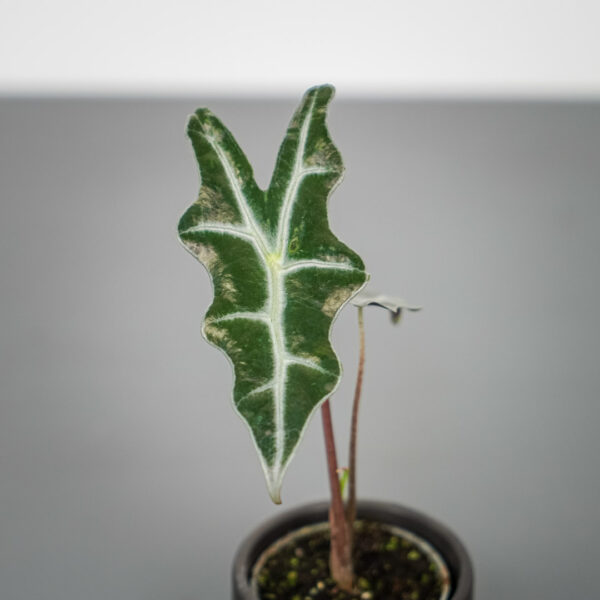 alokazja-sanderiana-nobilis-baby Alokazja sanderiana nobilis baby